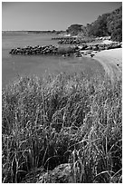 Grasses and  Matanzas River, Fort Matanzas National Monument. St Augustine, Florida, USA (black and white)