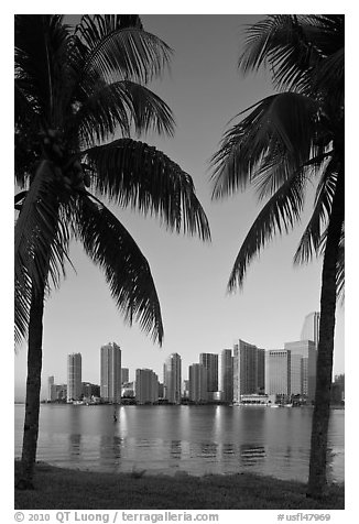 Palm trees and Miami skyline at sunrise. Florida, USA (black and white)