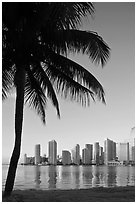 Palm tree and downtown skyline, Miami. Florida, USA ( black and white)