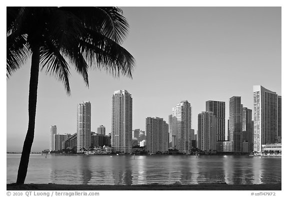 Miami downtown skyline and palm tree. Florida, USA