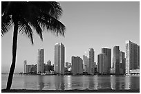 Miami downtown skyline and palm tree. Florida, USA ( black and white)