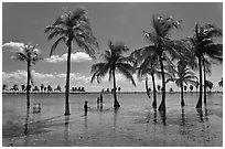 Family walking amongst palm trees,  Matheson Hammock Park, Coral Gables. Florida, USA (black and white)