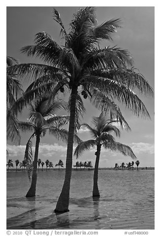 Palm trees in pond,  Matheson Hammock Park. Coral Gables, Florida, USA (black and white)