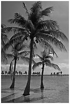Palm trees in pond,  Matheson Hammock Park, Coral Gables. Florida, USA (black and white)