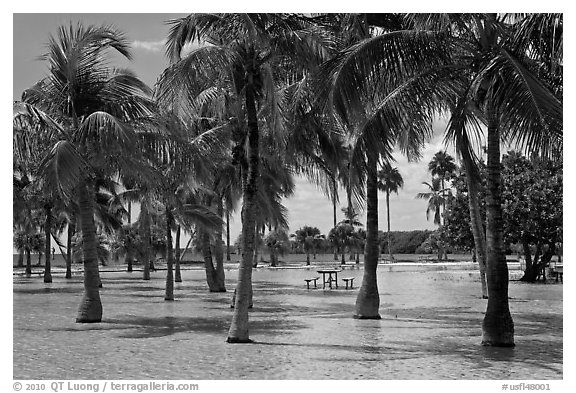 Flooded grove of palms and picnic table  Matheson Hammock Park. Coral Gables, Florida, USA (black and white)