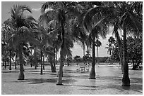 Flooded grove of palms and picnic table  Matheson Hammock Park. Coral Gables, Florida, USA ( black and white)