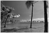 Palm trees during tidal flood,  Matheson Hammock Park. Coral Gables, Florida, USA ( black and white)