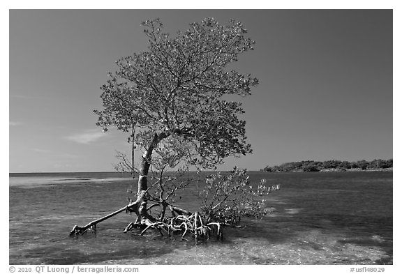 Red Mangrove growing in water, West Summerland Key. The Keys, Florida, USA (black and white)