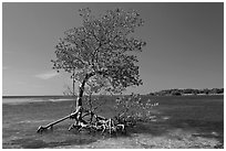 Red Mangrove growing in water, West Summerland Key. The Keys, Florida, USA (black and white)