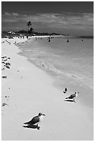 Seabirds, Sandspur Beach, Bahia Honda State Park. The Keys, Florida, USA (black and white)
