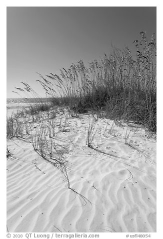 Grasses and white sand ripples on beach, Fort De Soto Park. Florida, USA (black and white)