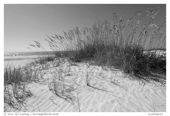 White sand beach with grasses, Fort De Soto Park. Florida, USA (black and white)