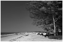 White sand beach and ironwood trees, Fort De Soto Park. Florida, USA ( black and white)