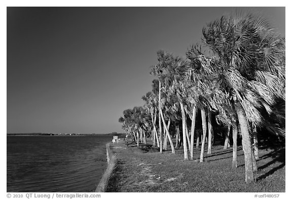 Dense grove of Palm trees, Fort De Soto Park. Florida, USA (black and white)