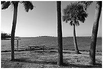 Palm trees,  Fort De Soto Park. Florida, USA ( black and white)