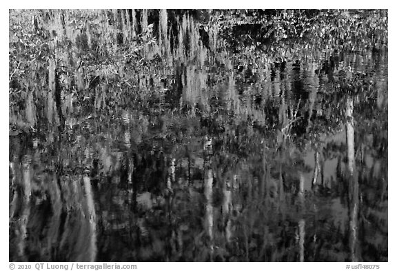 Bald Cypress and Spanish moss reflections, Big Cypress National Preserve. Florida, USA (black and white)