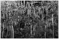 Bald Cypress and Spanish moss reflections, Big Cypress National Preserve. Florida, USA ( black and white)