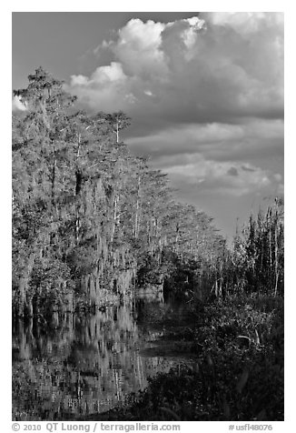 Bald Cypress and afternoon clouds, Big Cypress National Preserve. Florida, USA (black and white)