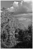 Bald Cypress and afternoon clouds, Big Cypress National Preserve. Florida, USA ( black and white)