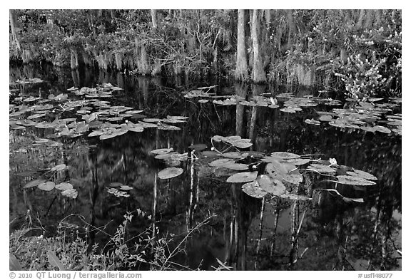 Aquatic plants and reflections, Big Cypress National Preserve. Florida, USA (black and white)