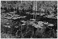 Aquatic plants and reflections, Big Cypress National Preserve. Florida, USA ( black and white)