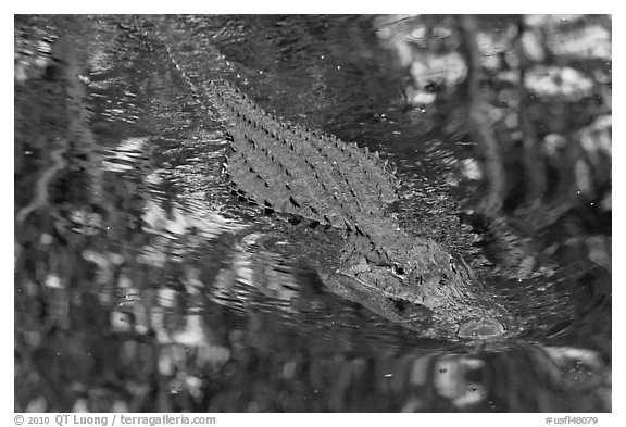 Alligator swimming in pond, Big Cypress National Preserve. Florida, USA (black and white)