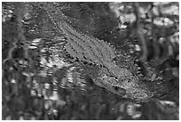 Alligator swimming in pond, Big Cypress National Preserve. Florida, USA ( black and white)