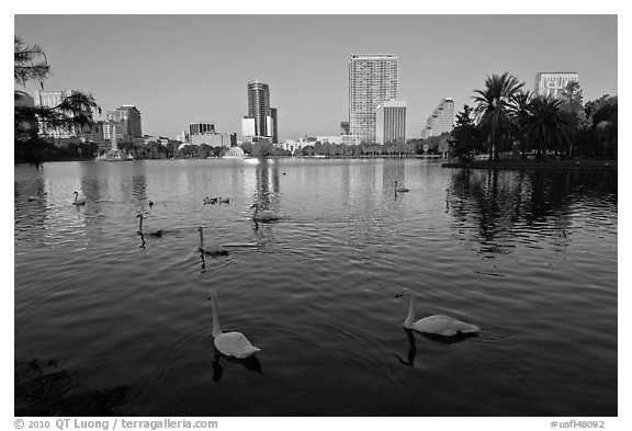 Swans and skyline, lake Eola. Orlando, Florida, USA (black and white)