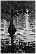 Bald Cypress and reflections, Lake Eola. Orlando, Florida, USA ( black and white)