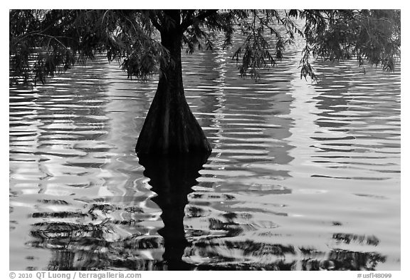 Cypress, reflections, and ripples, Lake Eola. Orlando, Florida, USA (black and white)
