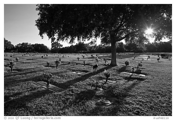 Sun shining trough tree, Cemetery. Orlando, Florida, USA
