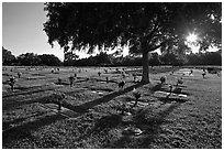 Sun shining trough tree, Cemetery. Orlando, Florida, USA (black and white)