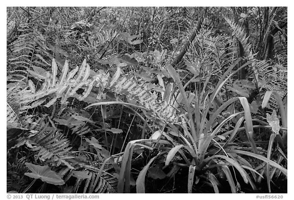 Subtropical swamp vegetation, Tamiami Trail. Florida, USA (black and white)
