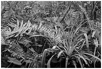 Subtropical swamp vegetation, Tamiami Trail. Florida, USA ( black and white)