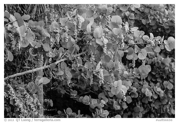 Seagrape (Coccoloba uvifera), Sanibel Island. Florida, USA (black and white)