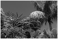 Flowering Octopus tree and palms, Sanibel Island. Florida, USA ( black and white)