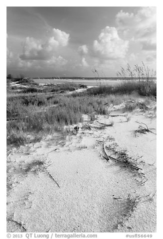 White sand, vegetation, Fort De Soto beach. Florida, USA (black and white)