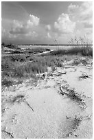 White sand, vegetation, Fort De Soto beach. Florida, USA ( black and white)