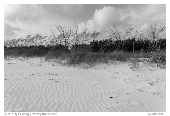 Rippled white sand and grasses, Fort De Soto beach. Florida, USA