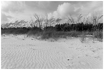 Rippled white sand and grasses, Fort De Soto beach. Florida, USA ( black and white)