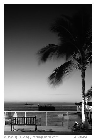 Bench and palm tree and sunset. Key West, Florida, USA (black and white)