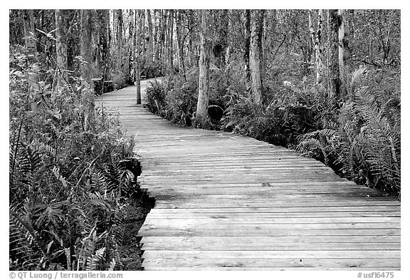Boardwalk, Loxahatchee NWR. Florida, USA (black and white)