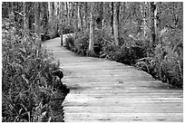 Boardwalk, Loxahatchee NWR. Florida, USA ( black and white)