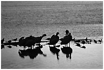 Pelicans and smaller wading birds at sunset, Ding Darling NWR. Florida, USA (black and white)