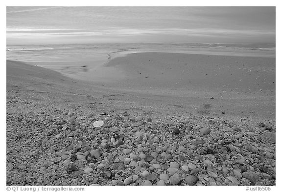 Beach covered with sea shells, sand dollar, shore bird, p sunrise. Sanibel Island, Florida, USA (black and white)