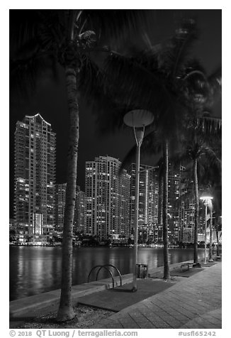 Palm trees, Miami Riverwalk, Brickell at night, Miami. Florida, USA (black and white)