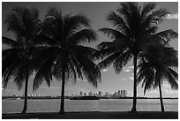 Palm trees, Biscayne Bay, distant skyline. Florida, USA ( black and white)