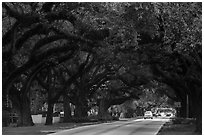 Road through tree tunnel. Coral Gables, Florida, USA ( black and white)