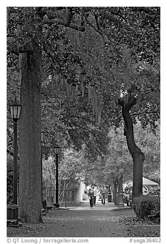 Street lined with oak trees and Spanish moss. Savannah, Georgia, USA (black and white)