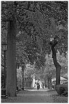 Street lined with oak trees and Spanish moss. Savannah, Georgia, USA ( black and white)